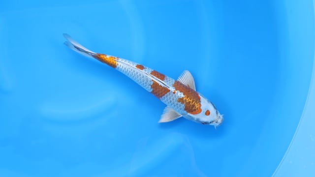 Kogane Ochiba - Kase (37cm)