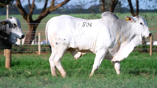 Super Lote 04