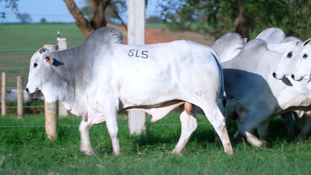Super Lote 05
