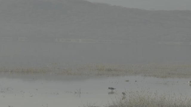 Todo es orilla ya no hay litoral