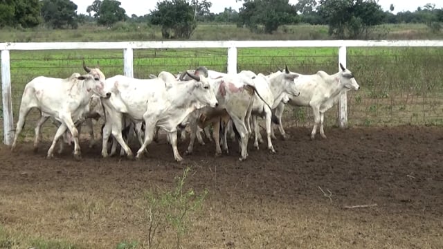 Lote 33P