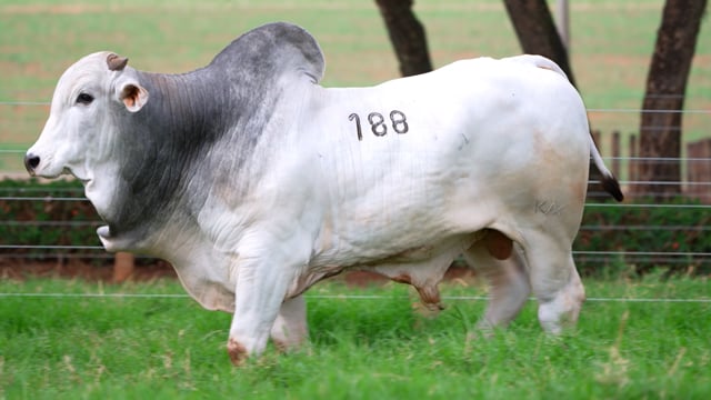 Lote 188