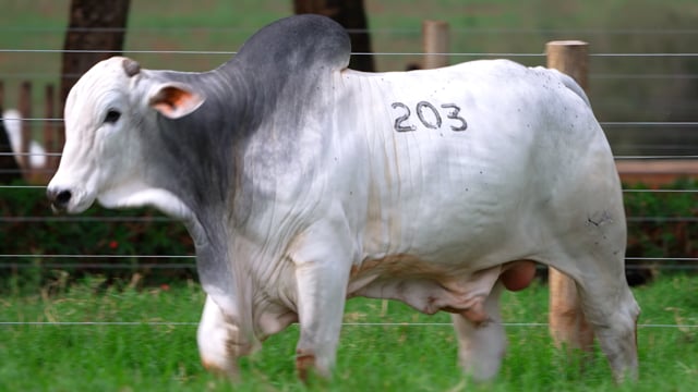 Lote 203