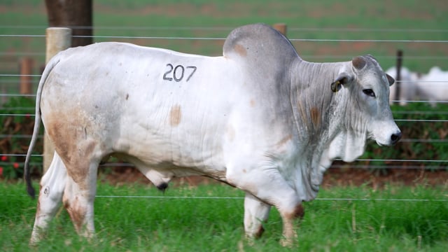 Lote 207