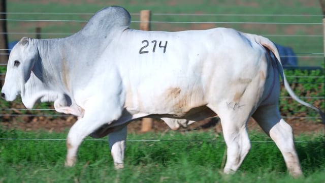 Lote 214