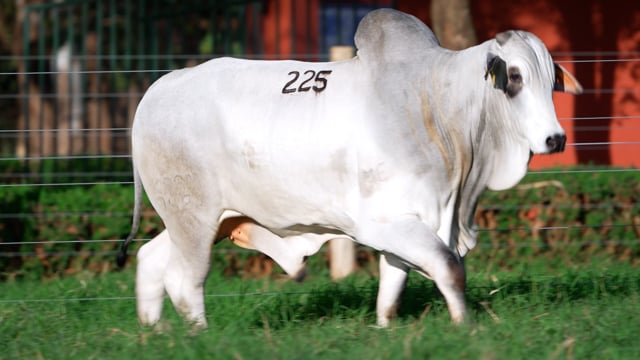Lote 225