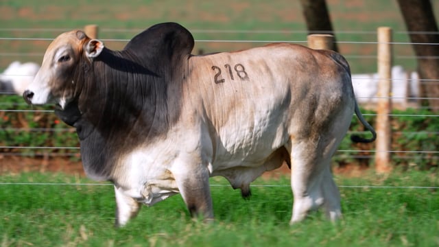 Lote 218