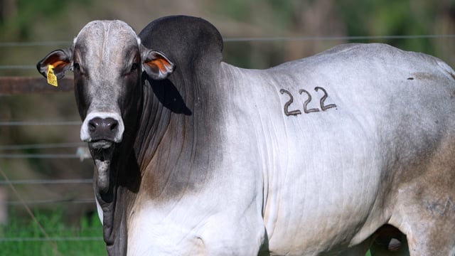 Lote 222