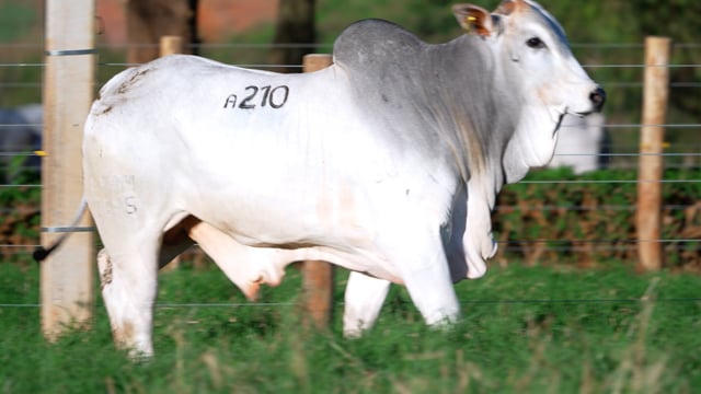 Lote A210