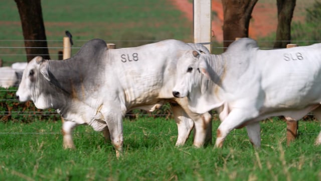 Super Lote 08