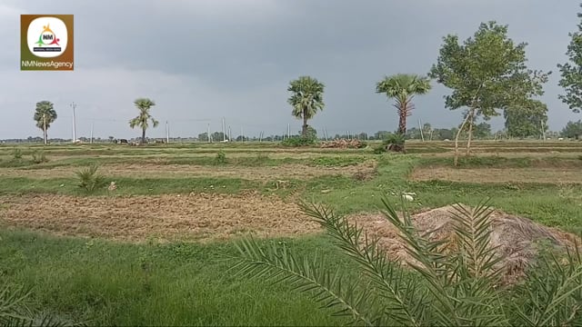 बारिश के भाव में धान की रोपाई प्रभावित, सुख रहे खेत, किसान चिंतित