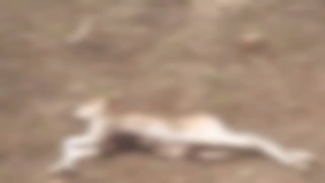 कजरी निरंजनपुर गौशाला में तेंदुए का हमला, बछड़े को बनाया शिकार; सुरक्षा व्यवस्था पर उठे सवाल