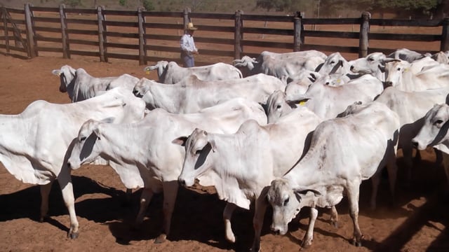 Lote 02A