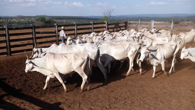 Lote 04A