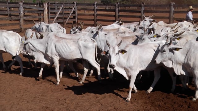 Lote 03A