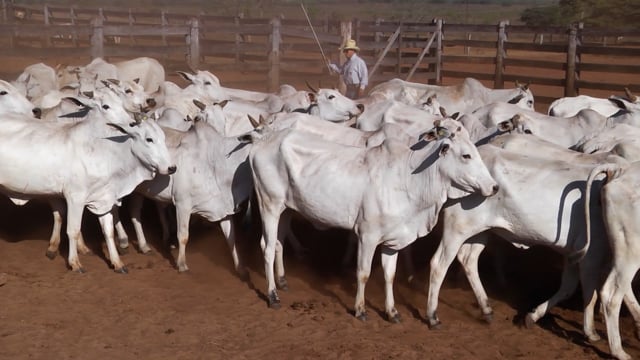 Lote 01