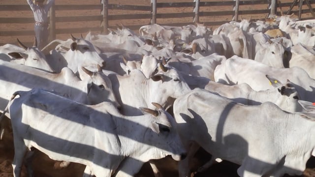 Lote 05A
