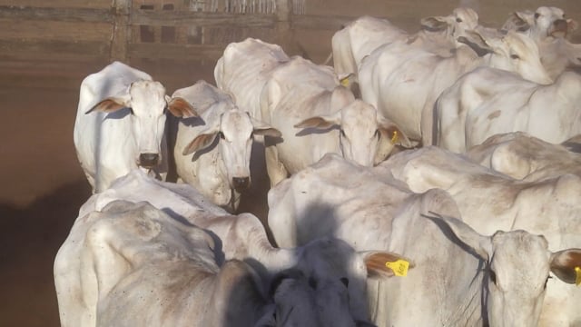 Lote 06A
