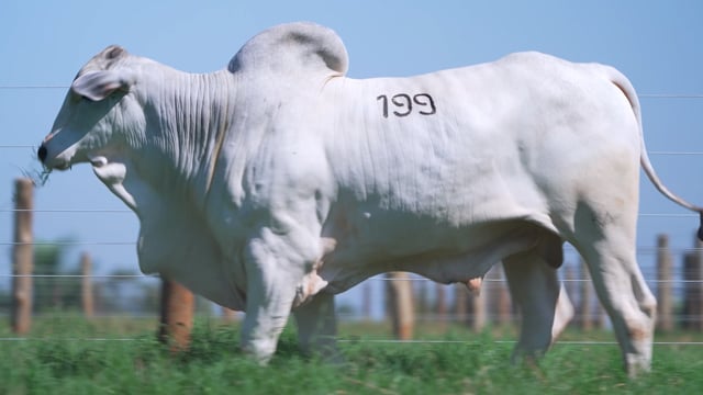 Lote 199