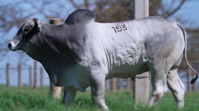 Lote 193