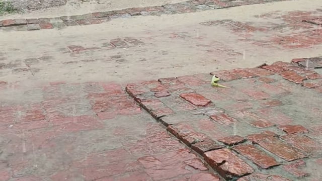 ब्लॉक बाबागंज अंतर्गत ग्राम सभा रायगढ़ में बारिश होने से किसानों के चेहरे पर आई मुस्कान #latest_news 