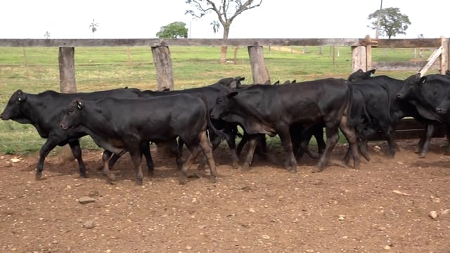 Lote 06A