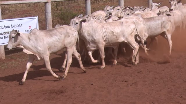Lote 01A
