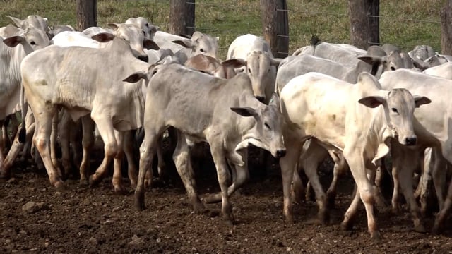 Lote 05A