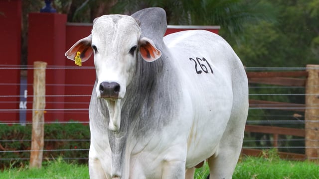 Lote 261