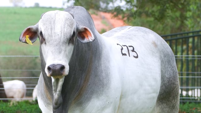 Lote 273