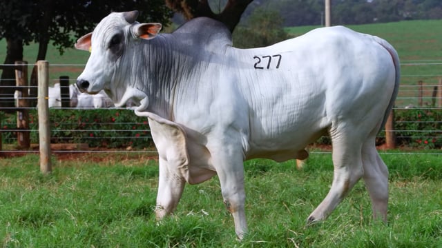 Lote 277