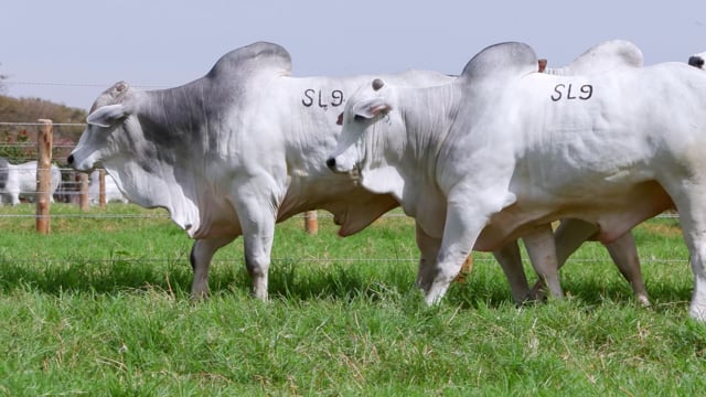 Super Lote 09