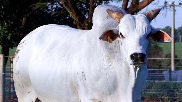 Lote C05