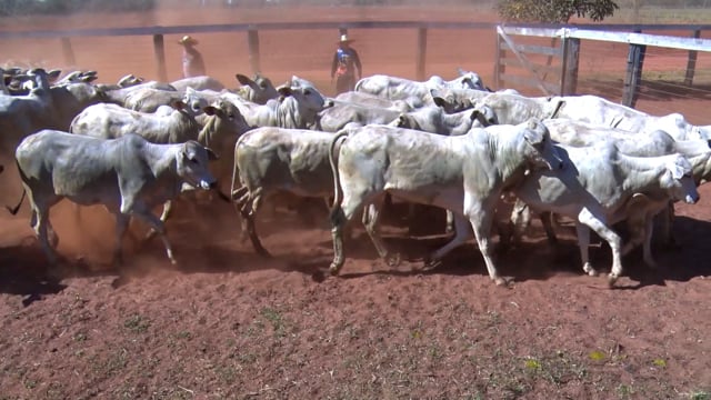 Lote 03G