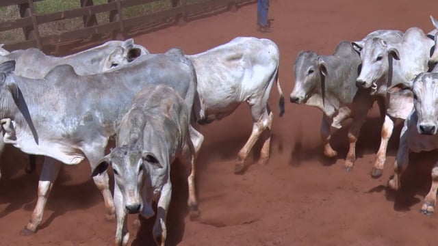 Lote 04G