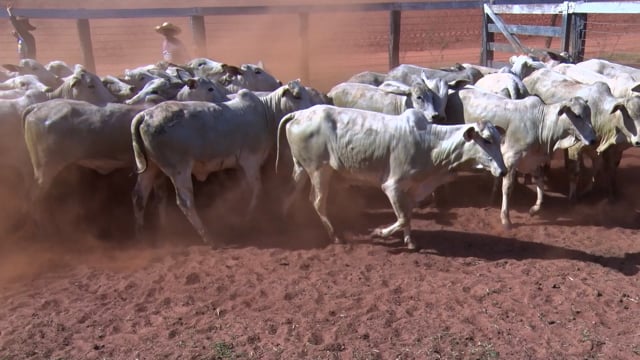 Lote 02G
