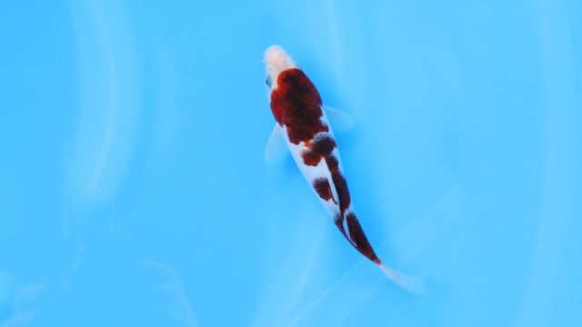 Goromo - Sakazume