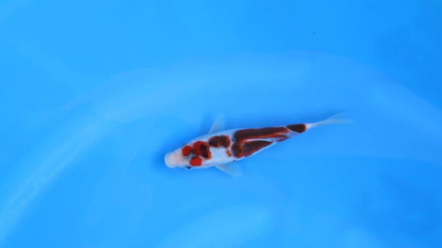 Goromo - Sakazume