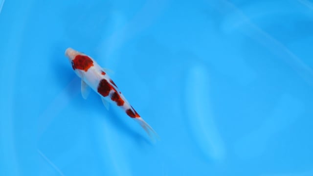 Goromo - Sakazume