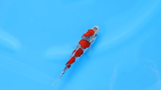 Goshiki - Tanaka