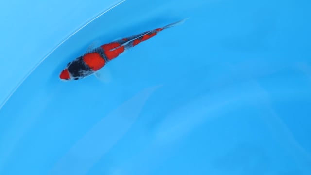 Goshiki - Aoki