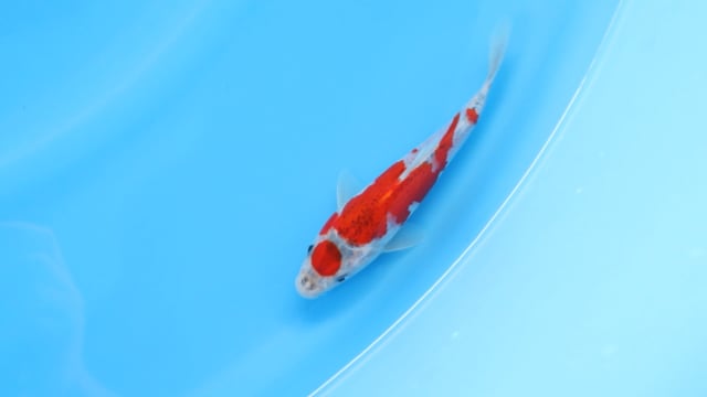 Maruten Goshiki
