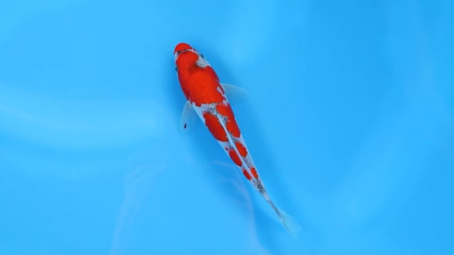 Goshiki - Tanaka (19cm)