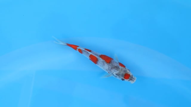 Maruten Goshiki