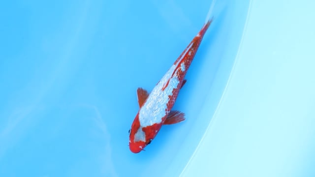Asagi