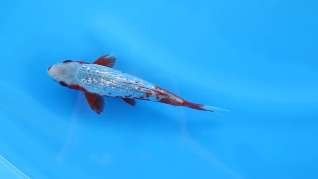 Asagi