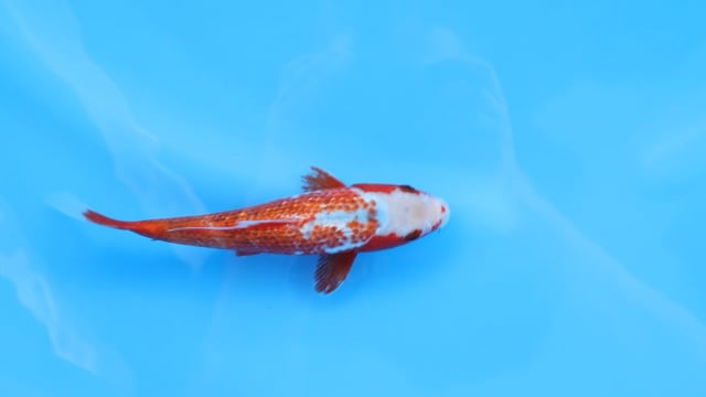 Asagi