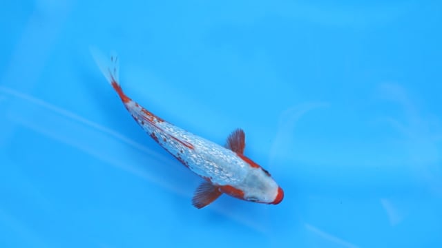 Asagi