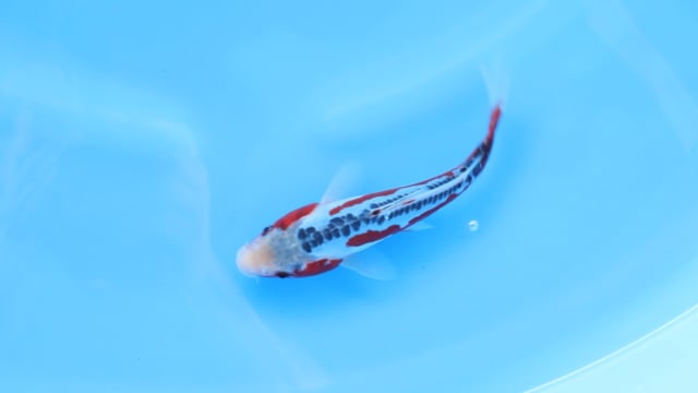 Shusui - Tanaka