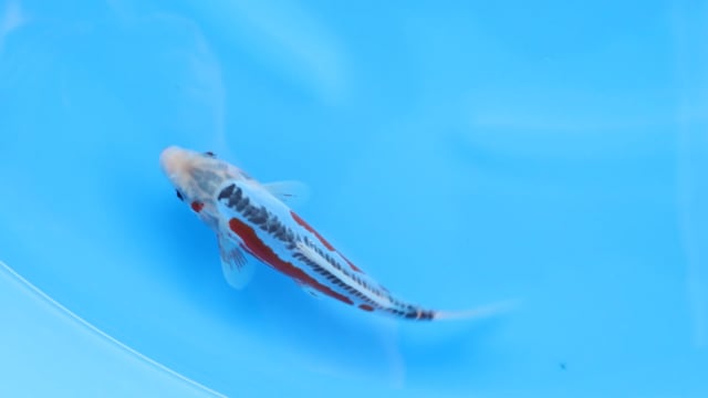 Shusui - Tanaka (21cm)